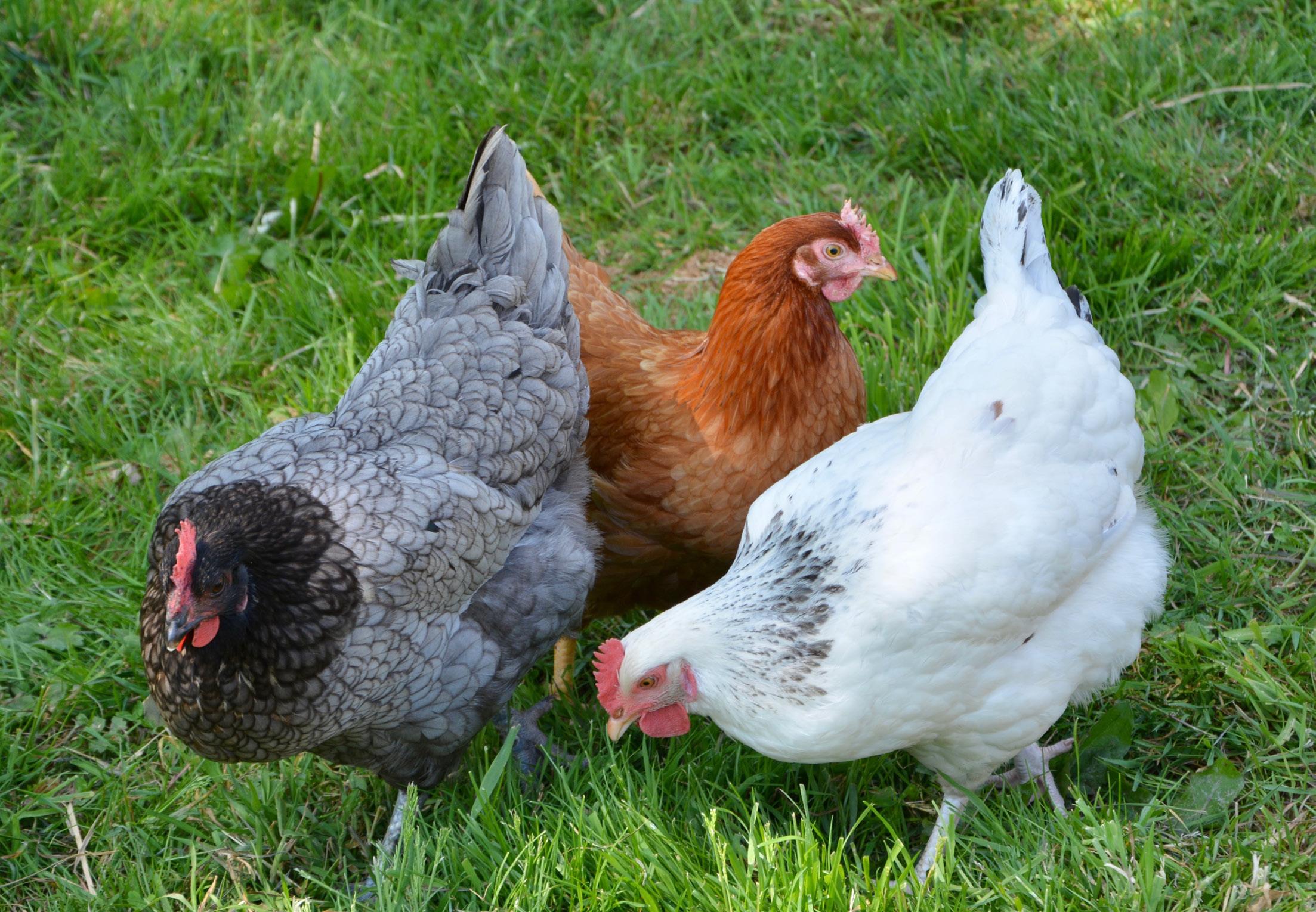 Améliorer la condition animale dans la cité